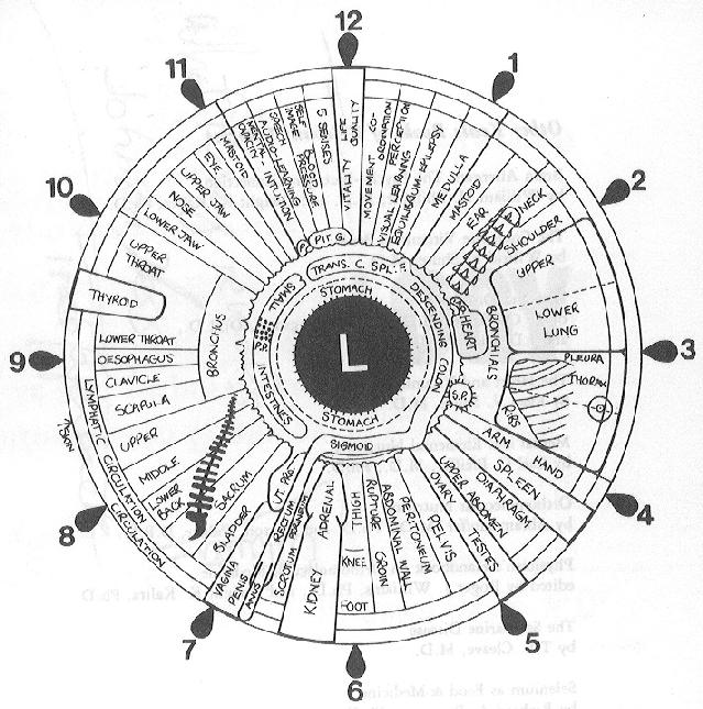 iridologie iridology iridologia  101ko