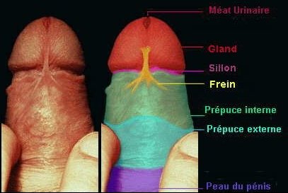 anatomie du pnis