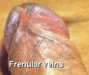 veines et artres du frein